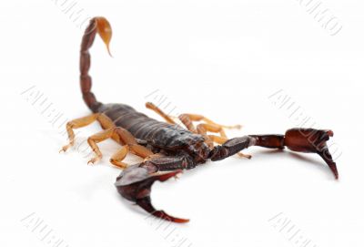 brown scorpion
