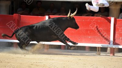 running bull