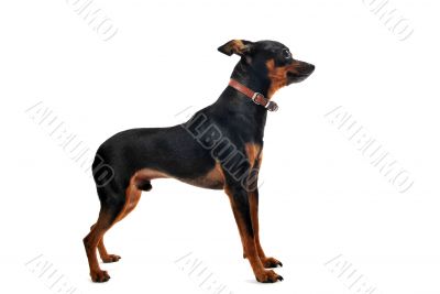 miniature pinscher