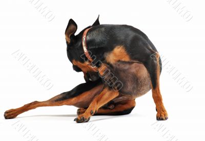 miniature pinscher scratching