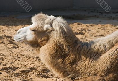 Camel