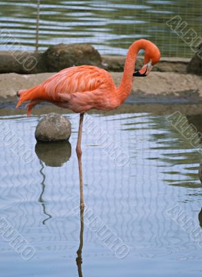 Red flamingo