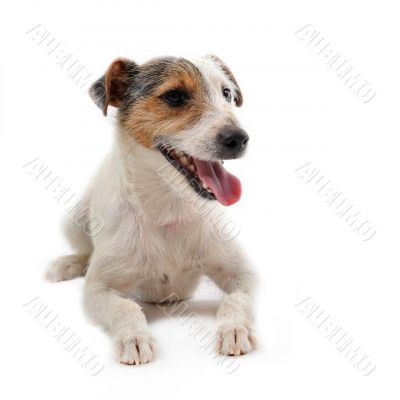 young jack russel terrier