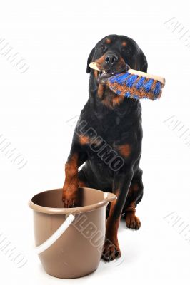 cleaning rottweiler