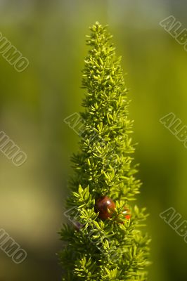 Green Plant