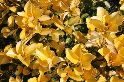 Yellow Flowers