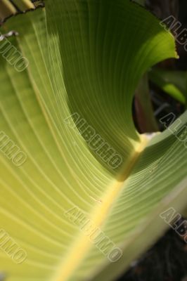 Curved Leaf