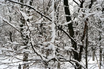black on the white