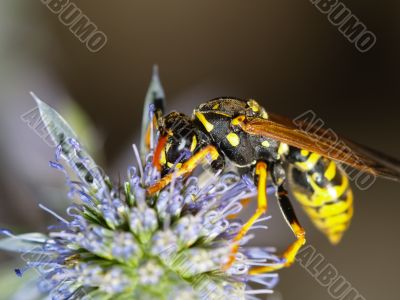 Vespula germanica