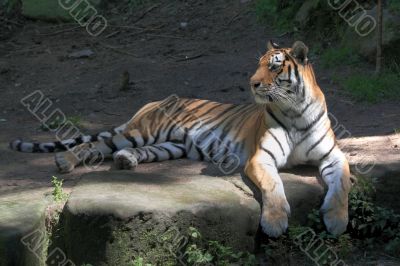 tiger