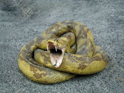 snake