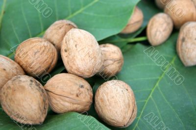 ripe nuts