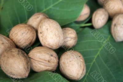 ripe nuts