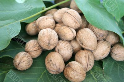 ripe nuts