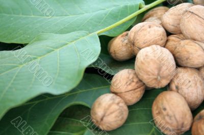 ripe nuts