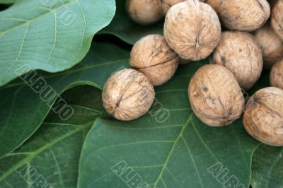 ripe nuts
