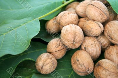 ripe nuts