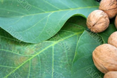ripe nuts