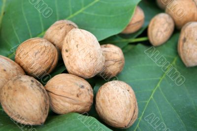 ripe nuts