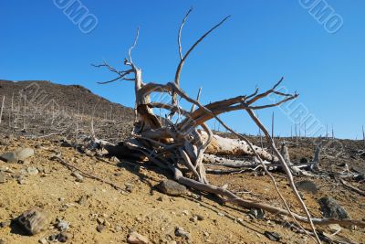Dead root