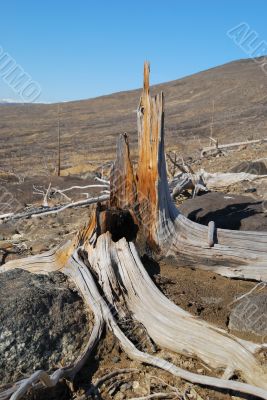 Old stump