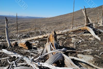 Windbreak