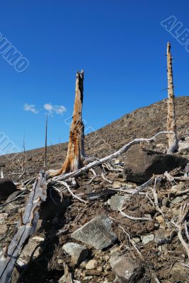Forest dead 