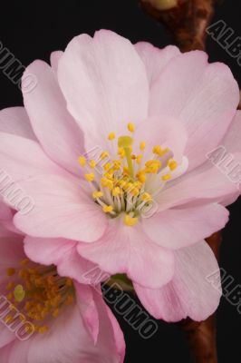cherry tree blossom