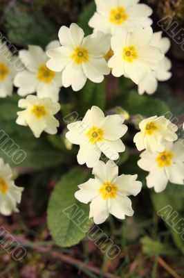 polyanthus/primula