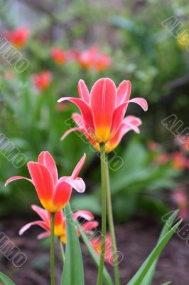 miniature tulips in flower