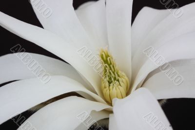 Magnolia stellata
