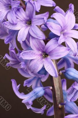 hyacinth