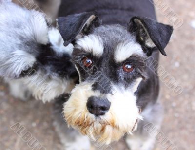 miniature schnauzer