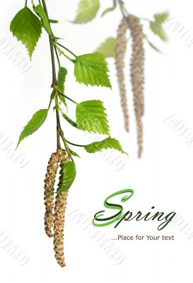 Spring Birch 