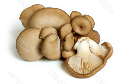 Oyster mushrooms 