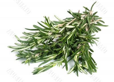 Rosemary