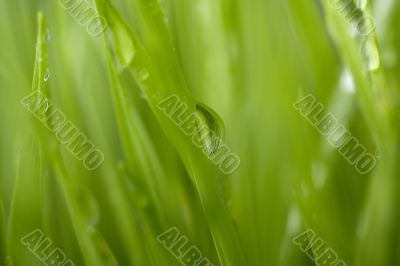 Green Grass