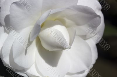 White Flower