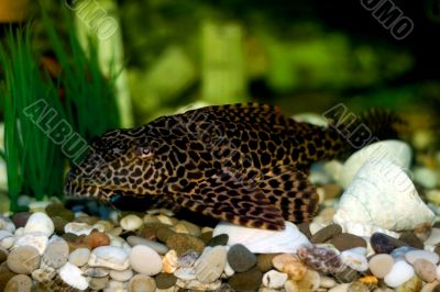 aquarium fish