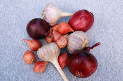 Garlic And Onion Bulbs
