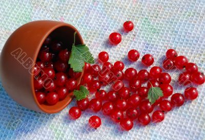Red Currant And The Bowl On The Towel