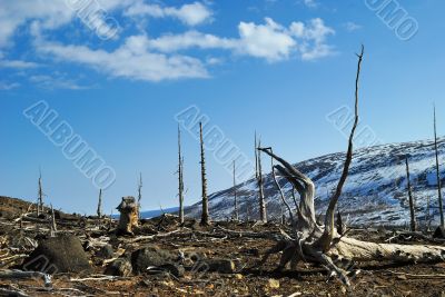Dead forest 