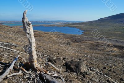 Dead wood