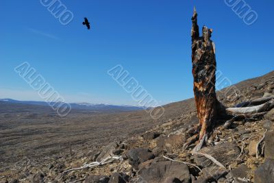 Stump on stones