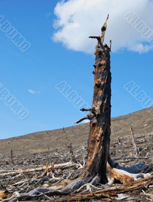 Stump scorched