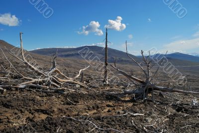 Forest dead 