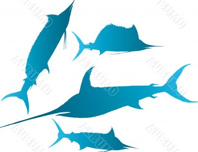 marlin,  sailfish vector