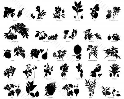 Plants