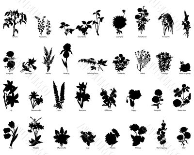 plants collection
