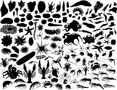 vector mollusks